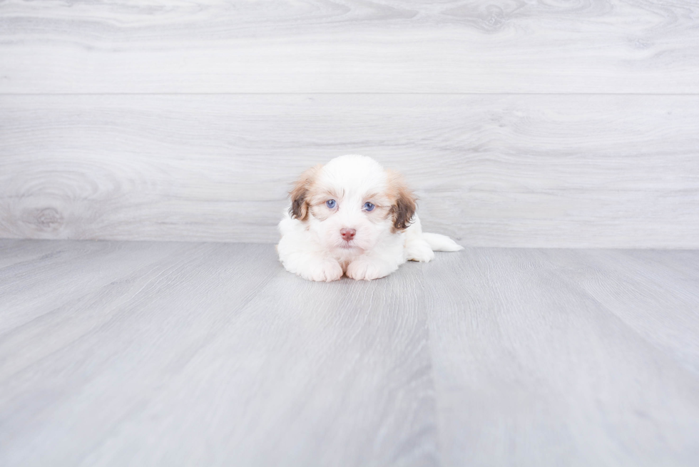 Energetic Havanese Purebred Puppy