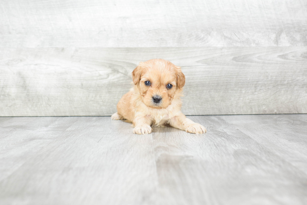 Fluffy Cavapoo Poodle Mix Pup