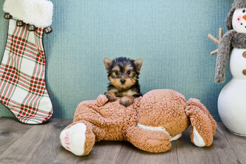 Meet Lisa - our Yorkshire Terrier Puppy Photo 