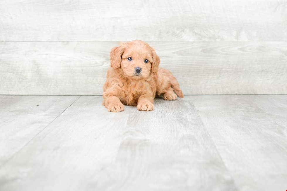 Cockapoo Pup Being Cute