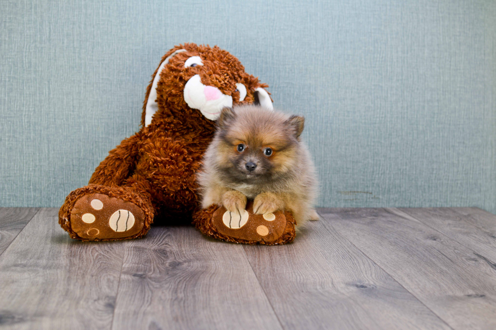 Hypoallergenic Pomeranian Baby