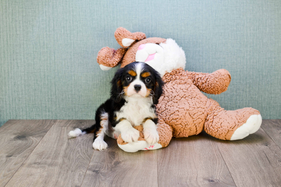 Best Cavalier King Charles Spaniel Baby