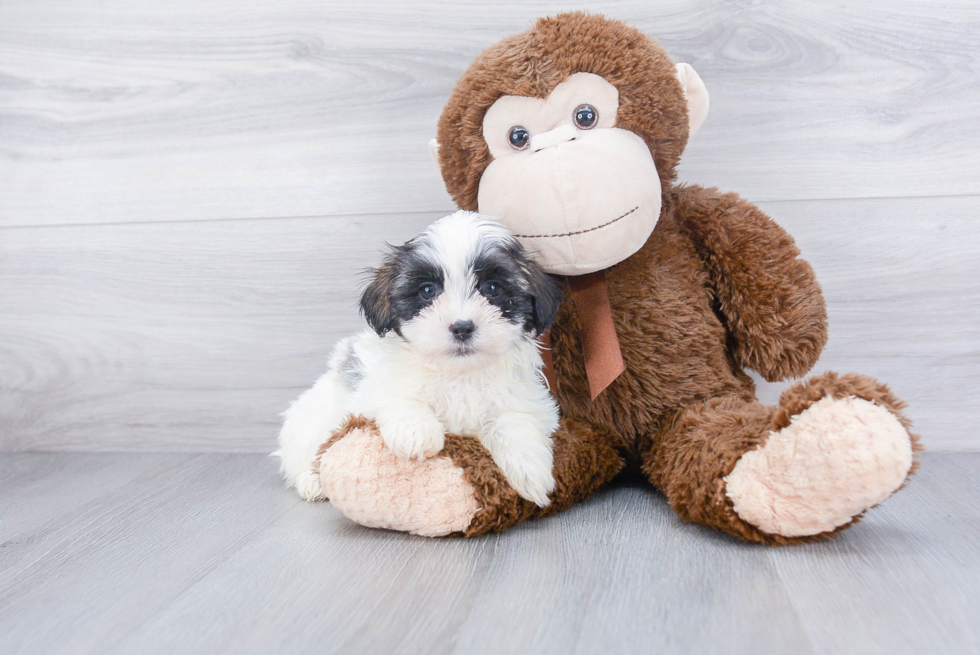 Teddy Bear Pup Being Cute