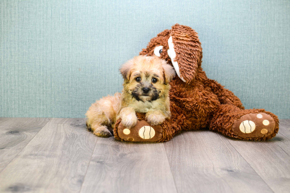 Adorable Yorkie Designer Puppy