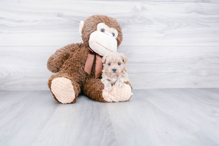 Maltipoo Pup Being Cute