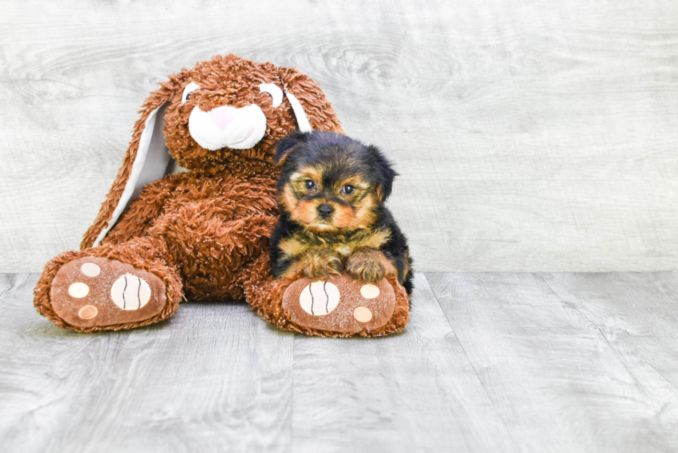 Meet Goldie - our Yorkshire Terrier Puppy Photo 