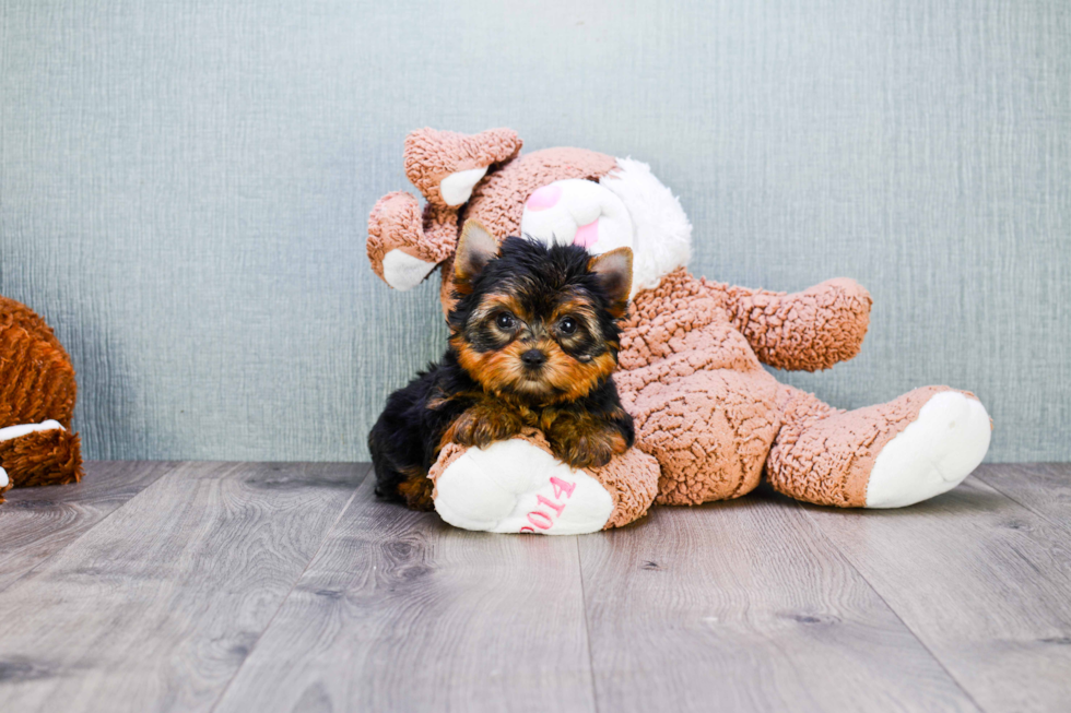 Meet Giselle - our Yorkshire Terrier Puppy Photo 