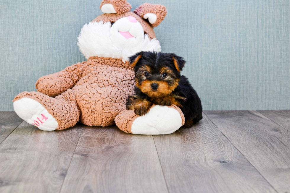 Meet Lisa - our Yorkshire Terrier Puppy Photo 