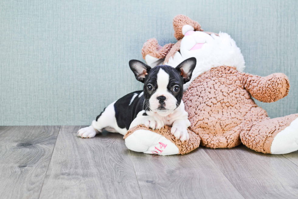 Playful French Bulldog Purebred Pup