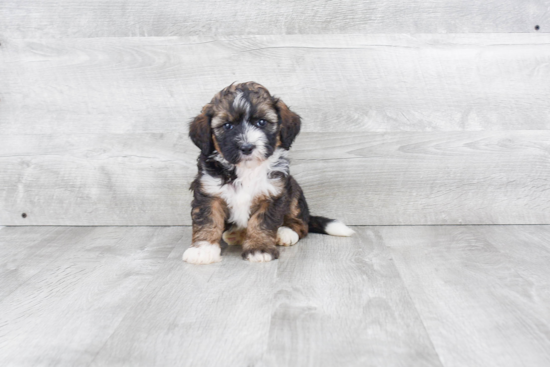 Fluffy Mini Bernedoodle Poodle Mix Pup