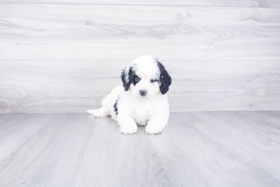 Cute Mini Bernedoodle Baby