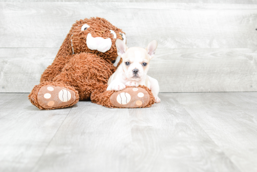 Energetic Frenchie Purebred Puppy