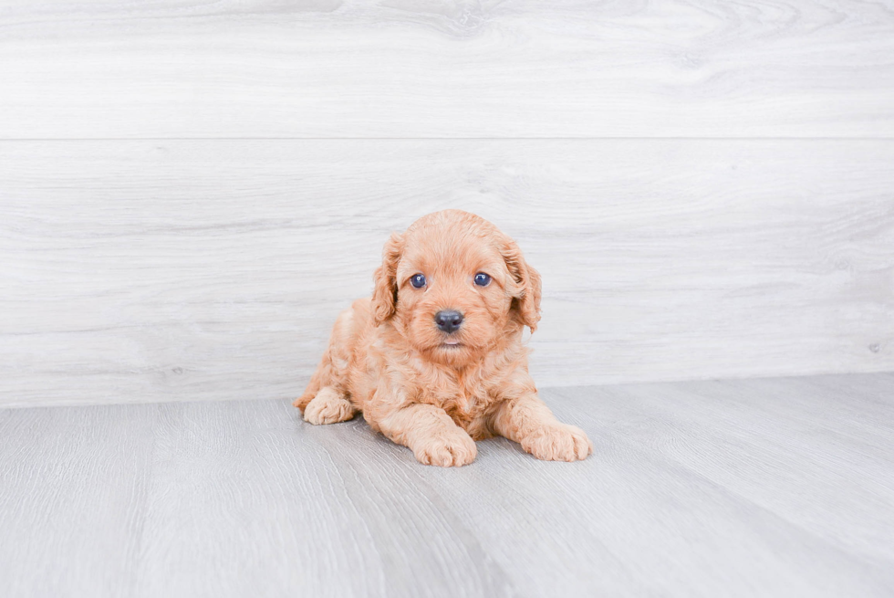 Cute Cavapoo Baby