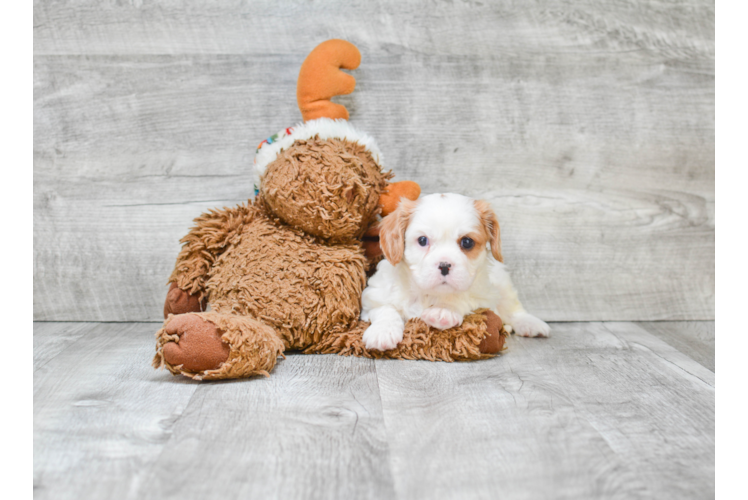 Funny Cavalier King Charles Spaniel Baby