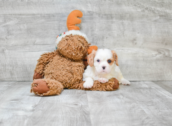 Funny Cavalier King Charles Spaniel Baby