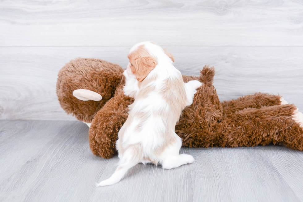 Cavalier King Charles Spaniel Pup Being Cute