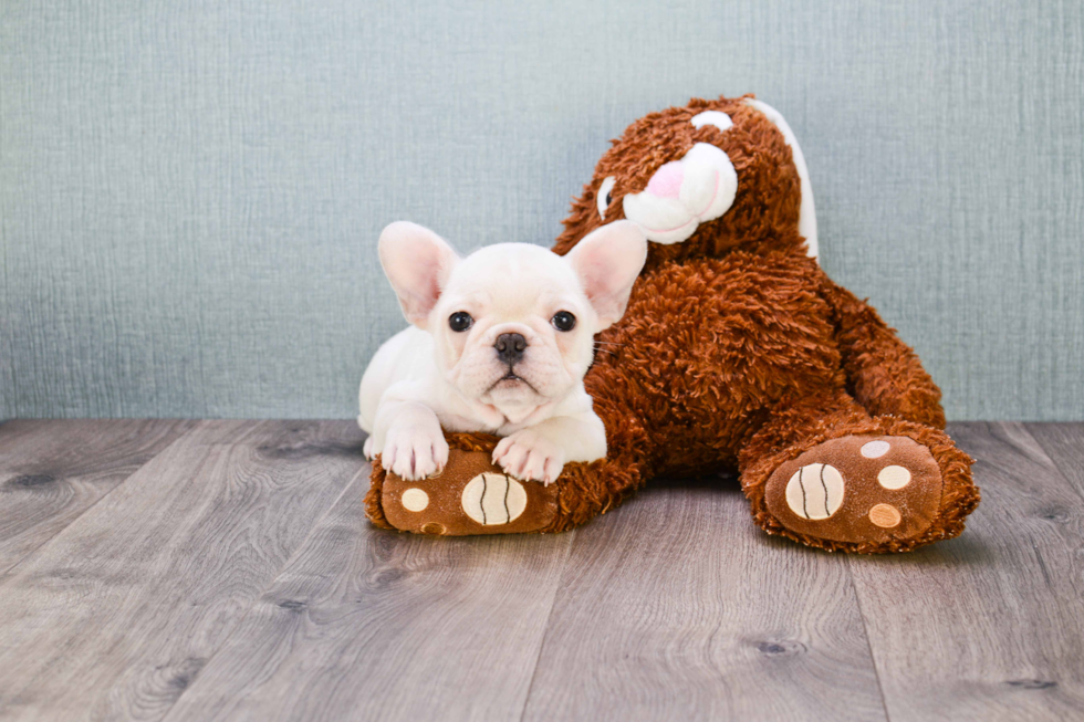 Energetic Frenchie Purebred Puppy