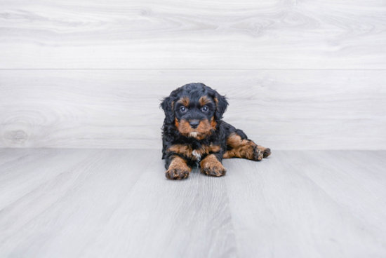 Fluffy Mini Bernedoodle Poodle Mix Pup