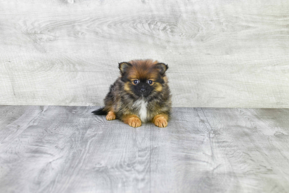 Pomeranian Pup Being Cute