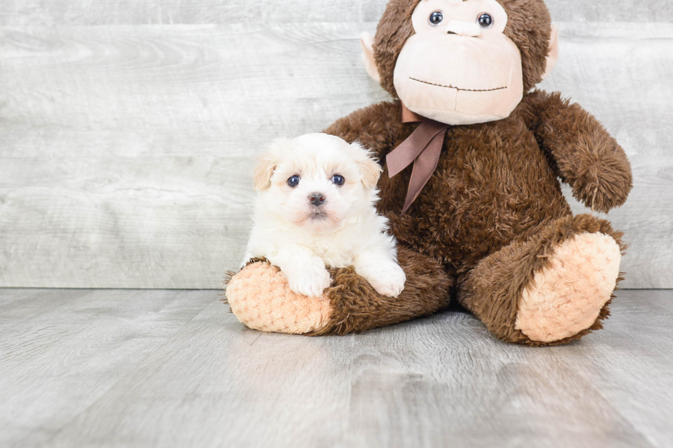 Fluffy Havanese Purebred Puppy