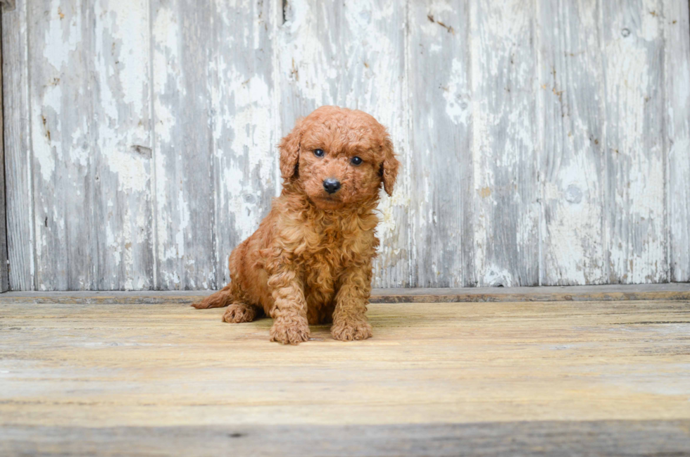 Happy Mini Goldendoodle Baby