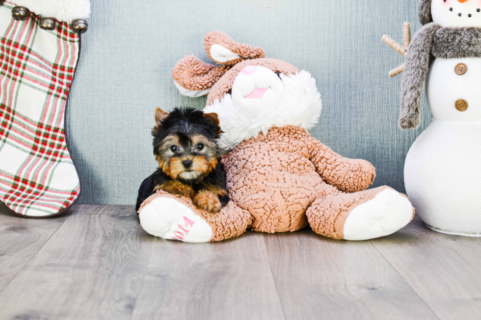 Meet Tinkerbell - our Yorkshire Terrier Puppy Photo 