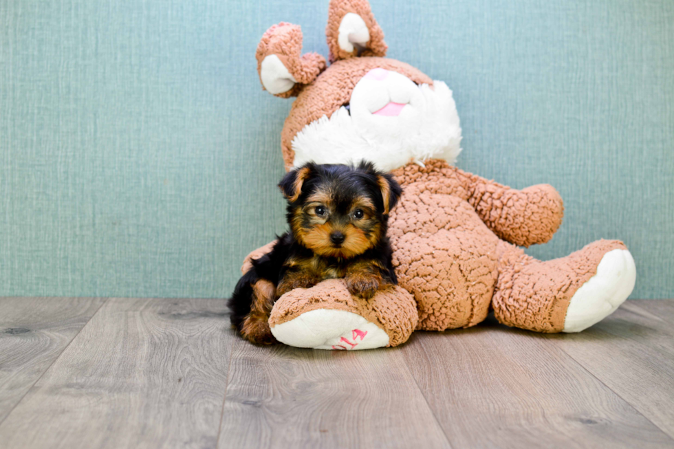 Meet Trigger - our Yorkshire Terrier Puppy Photo 