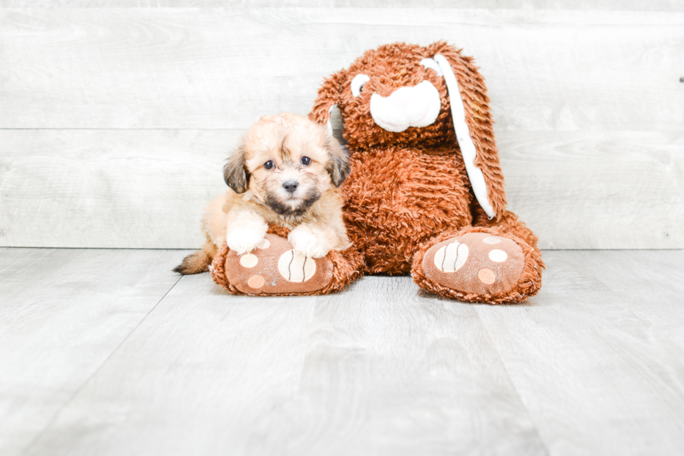 Happy Teddy Bear Baby