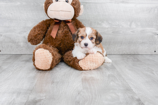 Playful Cavalier Designer Puppy