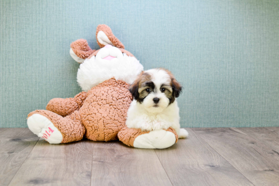 Popular Havanese Baby