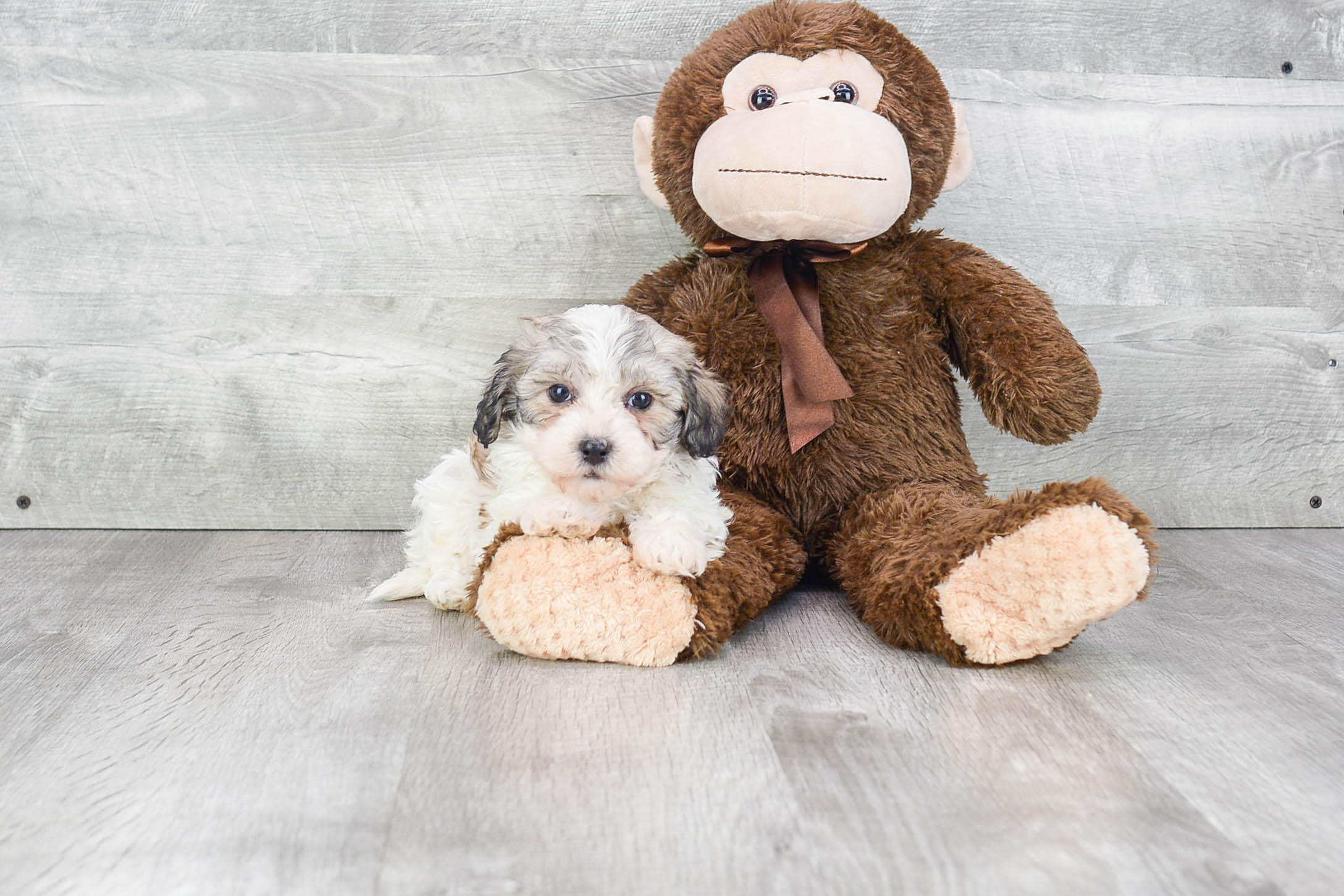 Popular Havanese Purebred Pup