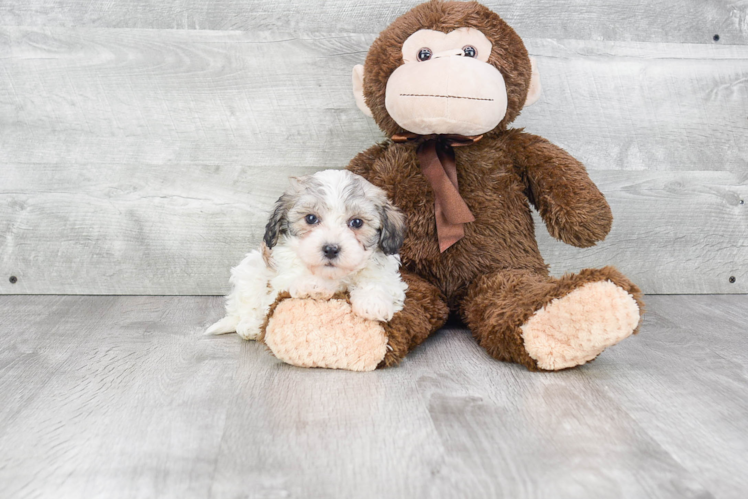 Popular Havanese Purebred Pup