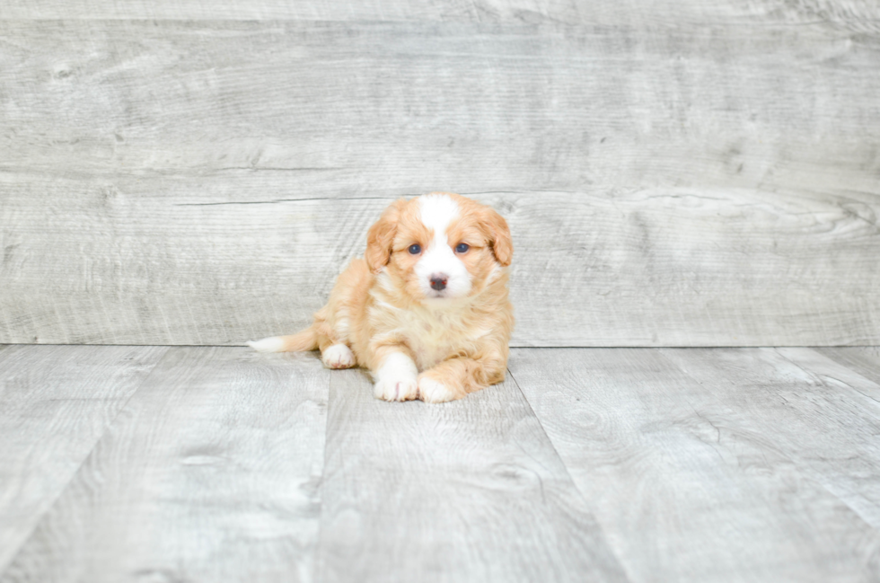 Best Mini Bernedoodle Baby