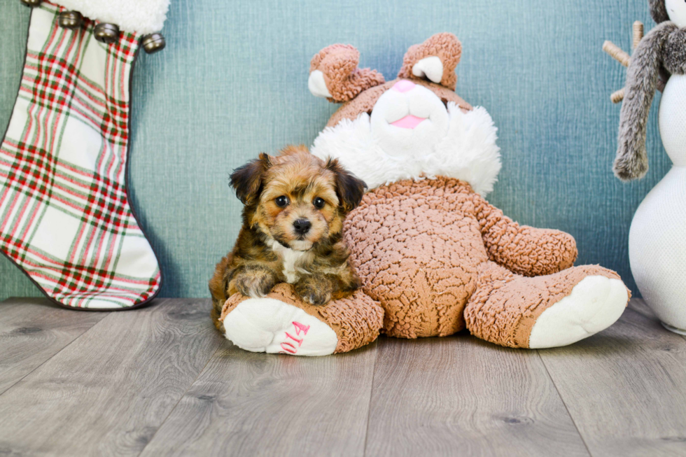 Adorable Yorkie Designer Puppy