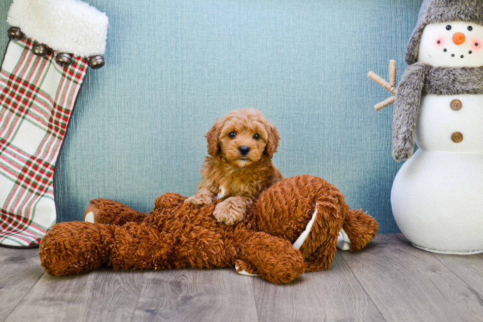 Popular Mini Goldendoodle Poodle Mix Pup