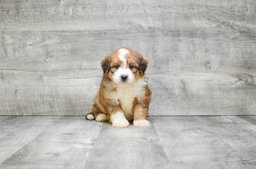 Best Mini Bernedoodle Baby