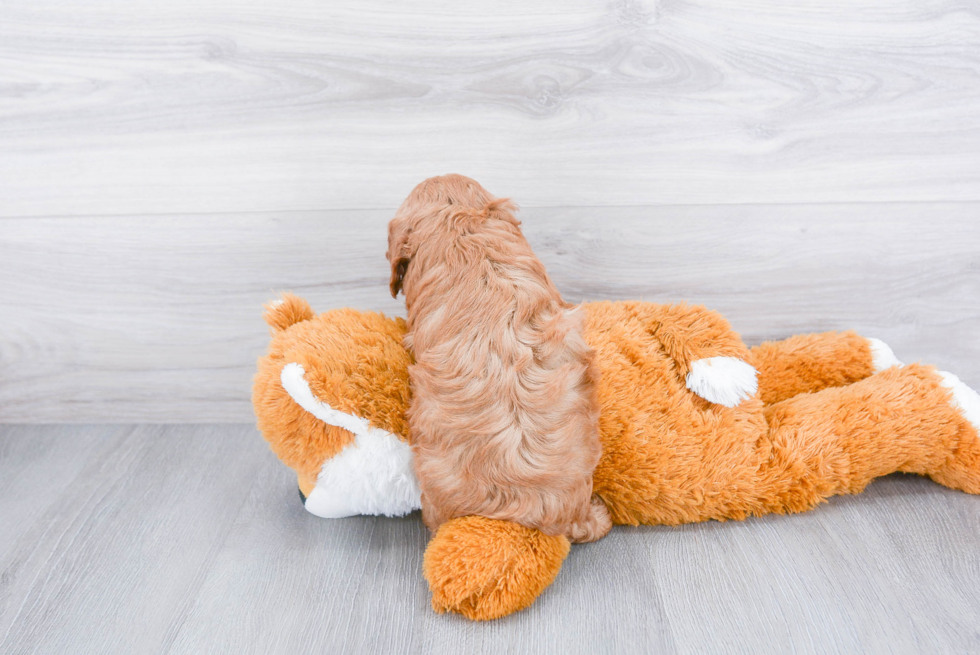 Little Cavoodle Poodle Mix Puppy