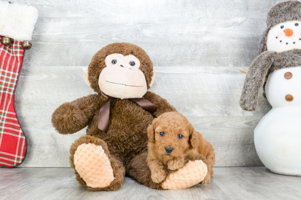 Best Mini Goldendoodle Baby