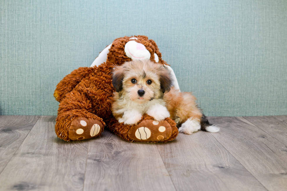 Best Havanese Baby