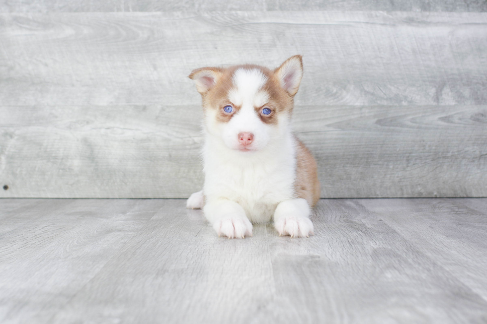 Pomsky Puppy for Adoption