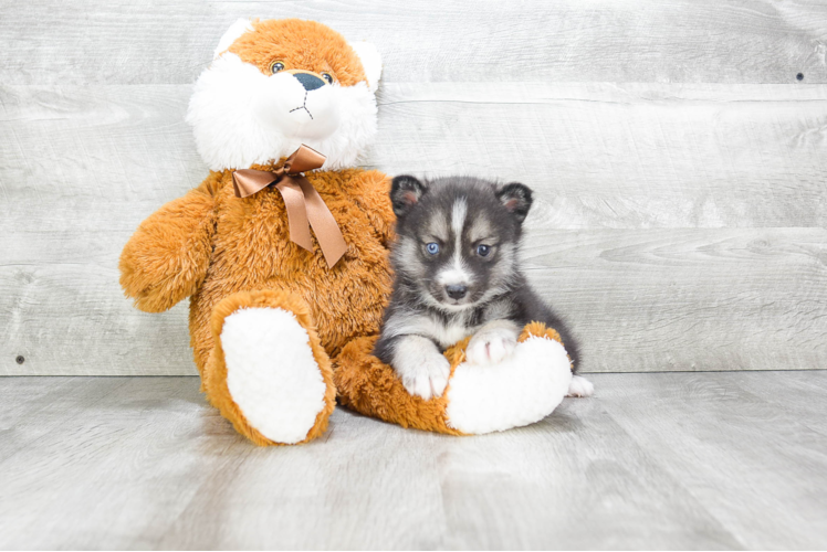 Best Pomsky Baby