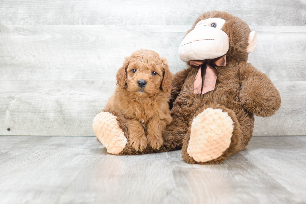 Mini Goldendoodle Puppy for Adoption