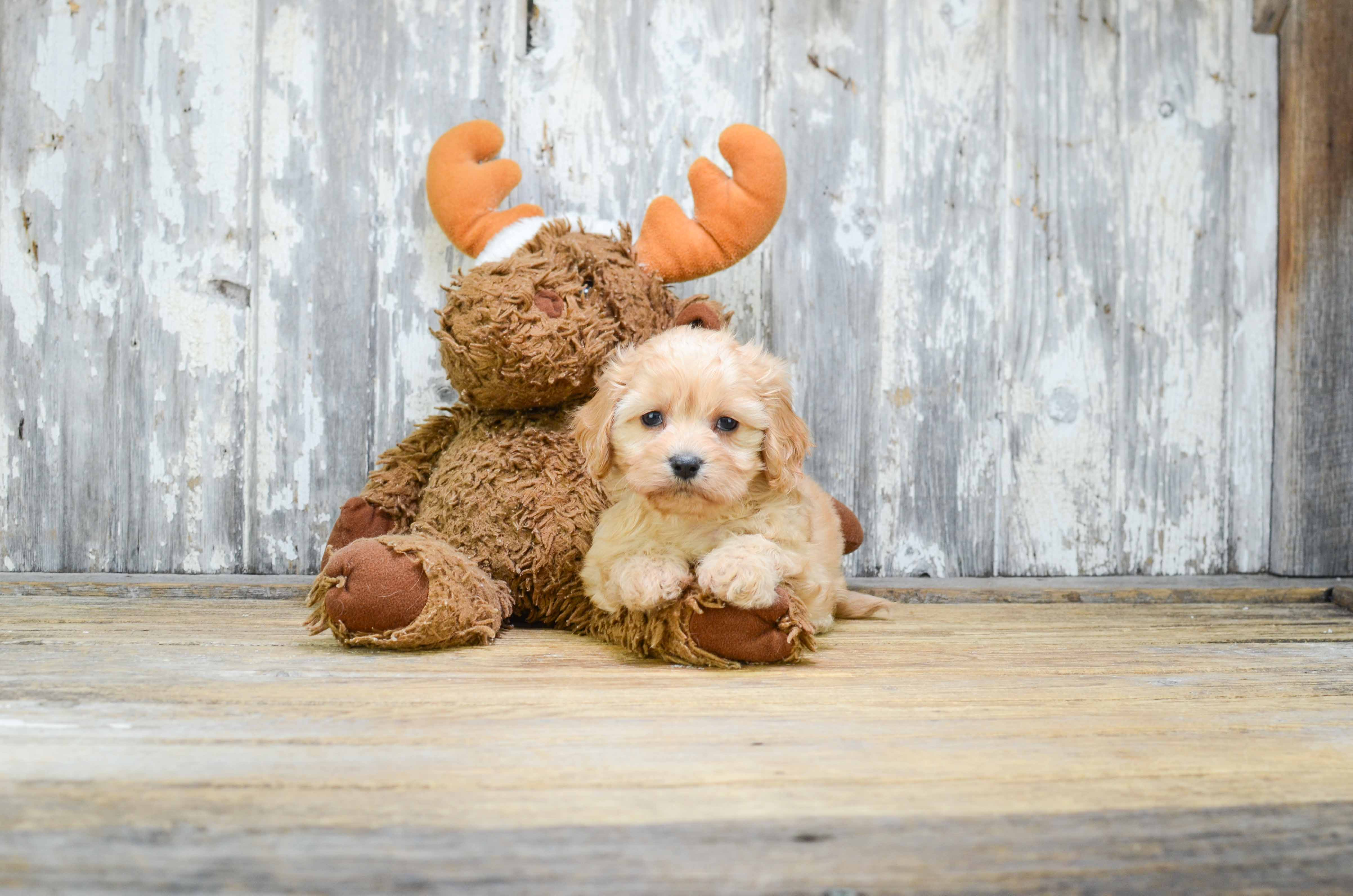 Petite Cavachon Designer Pup