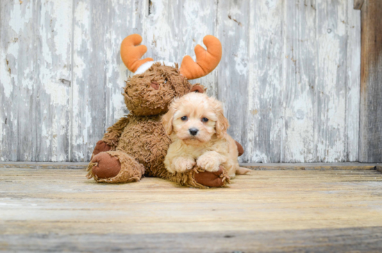 Petite Cavachon Designer Pup