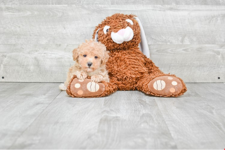 Small Maltipoo Baby