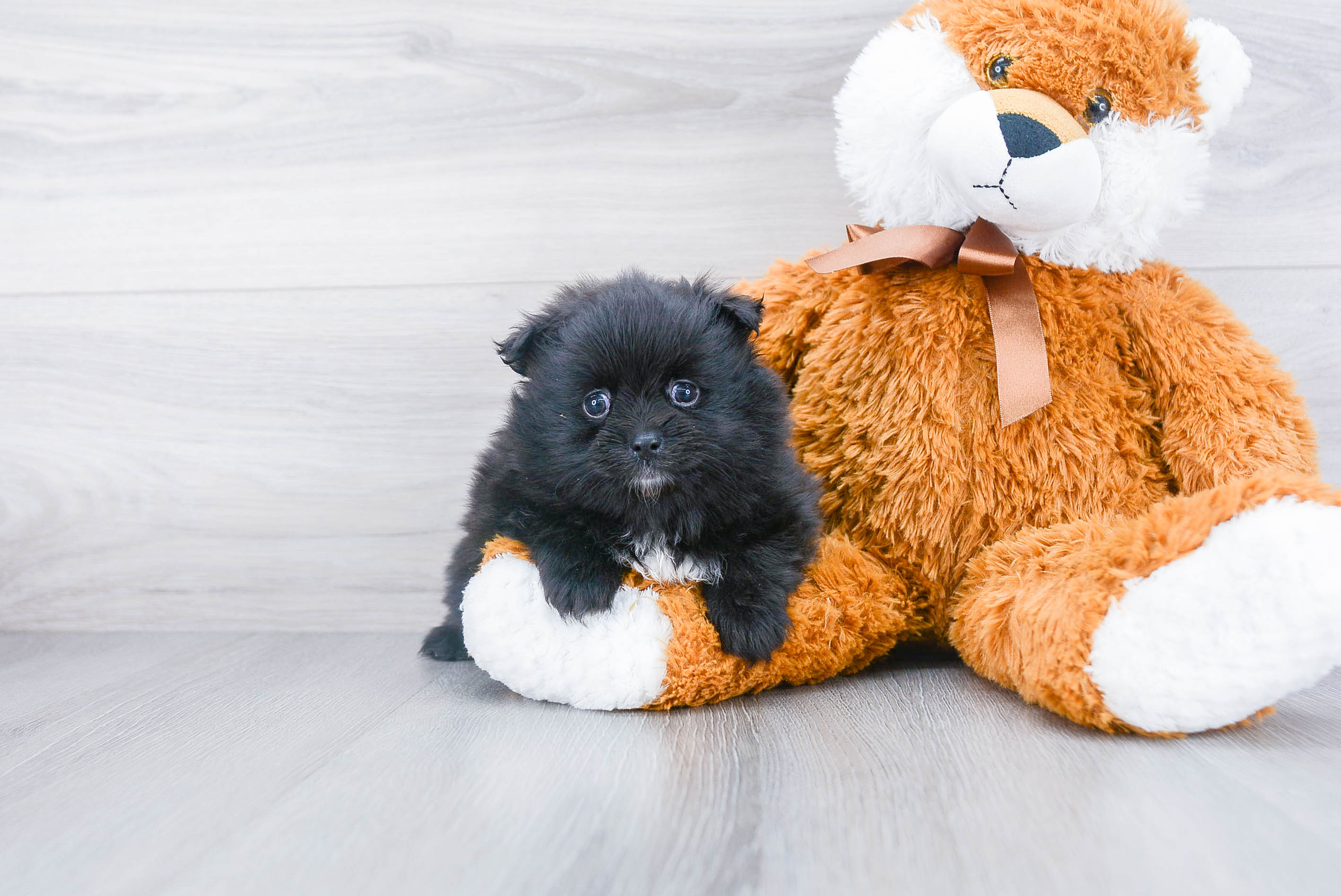 Popular Pomeranian Purebred Pup