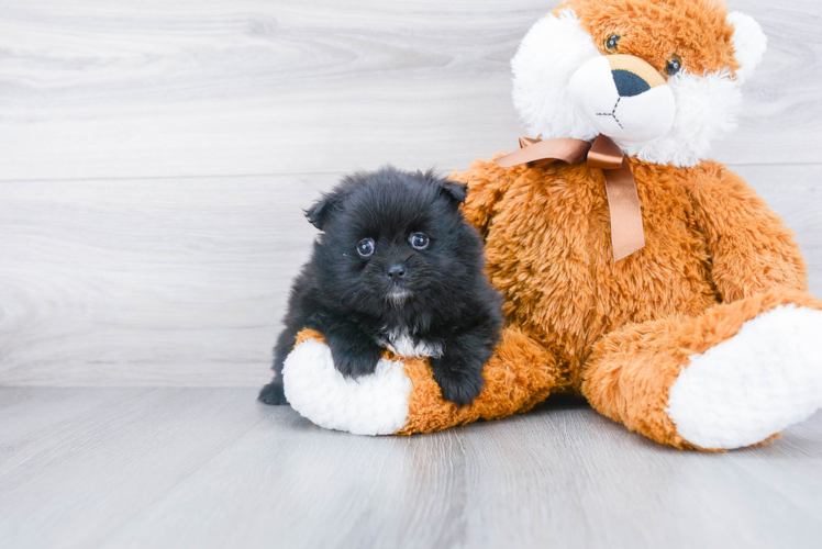 Popular Pomeranian Purebred Pup