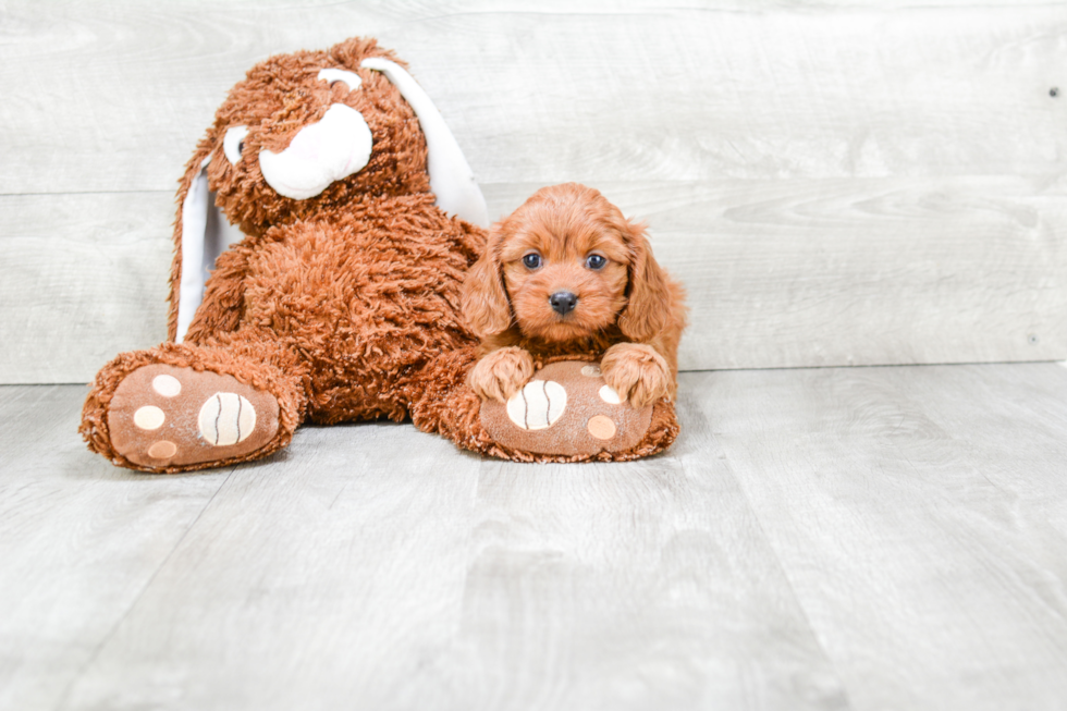 Funny Cavapoo Poodle Mix Pup