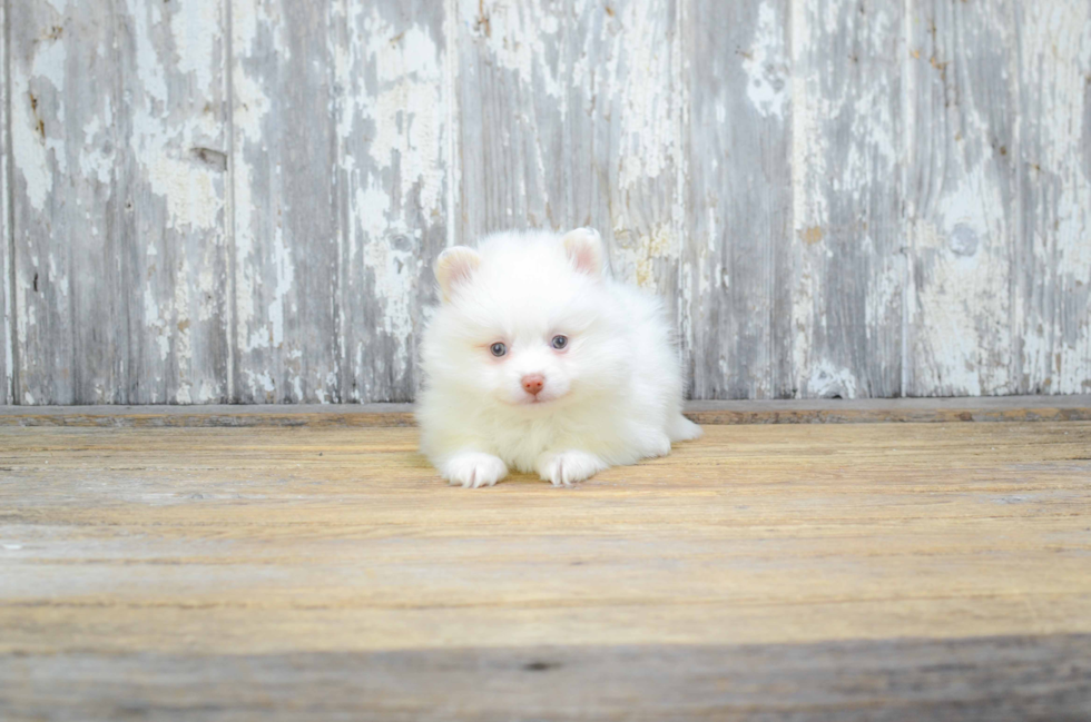 Akc Registered Pomeranian Baby