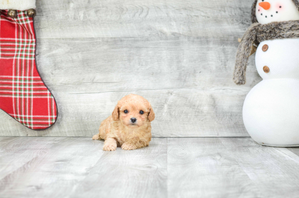 Popular Cavapoo Poodle Mix Pup